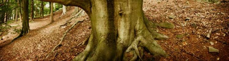 images of Wyre