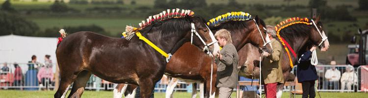 Great Eccleston Show