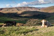 Festival Bowland 2015